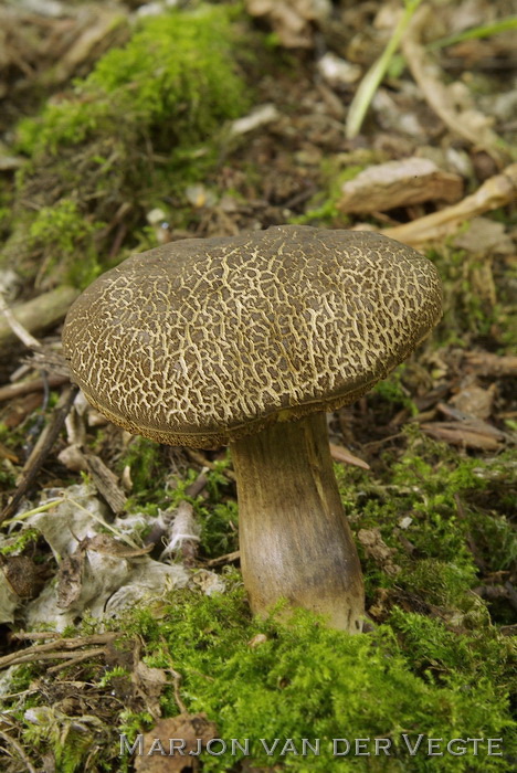 Sombere fluweelboleet - Xerocomus porosporus